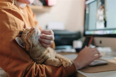 Can You Have a Cat as a Service Animal? And Why Not a Goldfish in a Bow Tie?