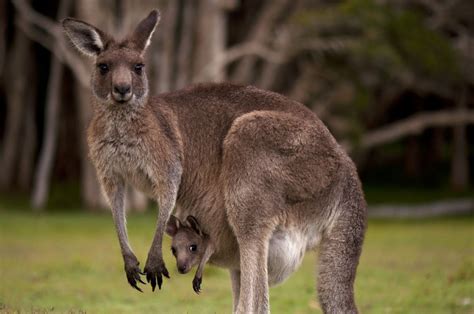 Can You Have a Kangaroo as a Pet, and Why Do They Always Look Like They're Judging You?