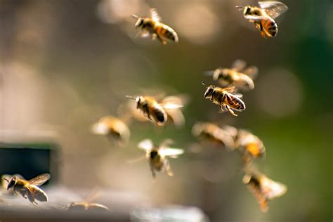 How Far Do Honey Bees Travel, and What Secrets Do Their Journeys Hold?