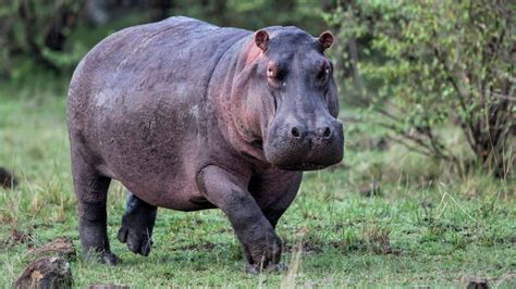 What Animal Can Kill a Hippo: Exploring the Unlikely and the Bizarre