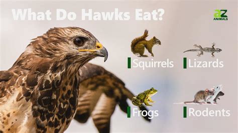 What Animal Eats Hawks? Exploring the Predators of the Sky's Apex Hunters