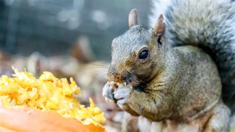 What Animal Eats Squirrels? And Why Do They Sometimes Wear Tiny Hats?