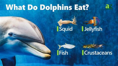 What animal is at the top of the food chain in the ocean, and why do dolphins always seem to be laughing about it?