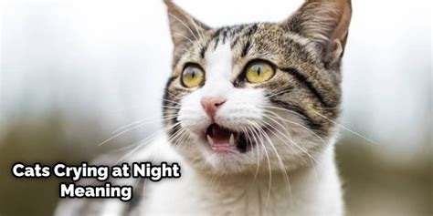 What Animal Sounds Like a Cat Crying at Night: A Symphony of Nocturnal Mysteries