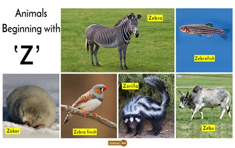 What Animal Starts with Z: A Journey into the Alphabetical Wilderness