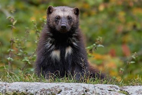 What is the Most Stubborn Animal? And Why Do They Always Seem to Win Arguments?