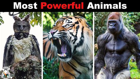 Whats the strongest animal in the world, and could it survive a day in a bustling city?