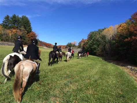 Where to Pet a Horse: Exploring the Uncharted Territories of Equine Affection