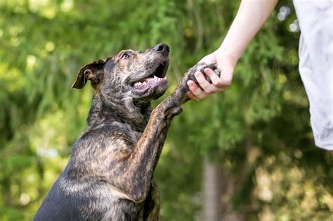 Why Does My Dog Put His Head Down When I Pet Him? And Why Do Cats Always Land on Their Feet?