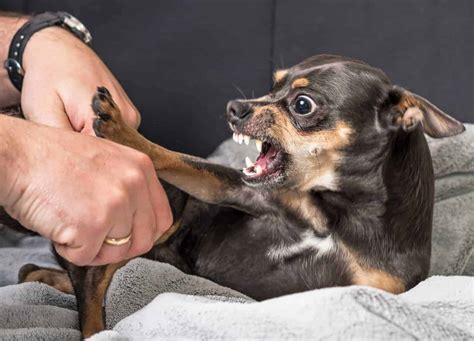 Why Does My Dog Snap at Me When I Pet Him? And Why Do Cats Always Land on Their Feet?